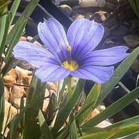 Sisyrinchium 'Devon Skies'